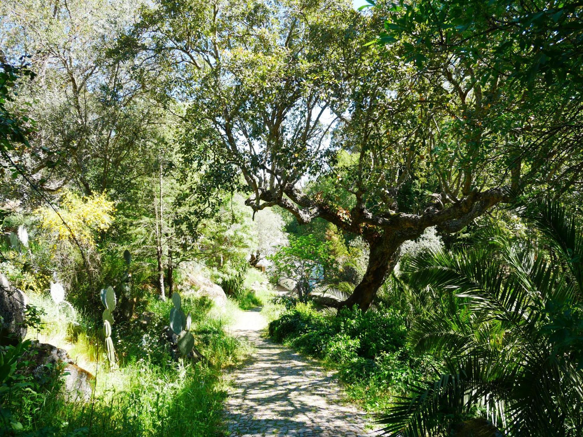 Serra Vida - A Place Of Presence Santo António das Areias Buitenkant foto